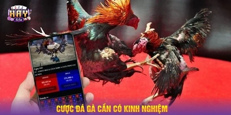 Bạn sẽ bắt gặp nhiều giống kê mạnh mẽ ở đá gà cựa dao.