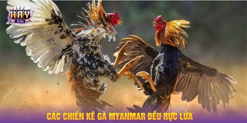Các chiến binh kèo Myanmar luôn rực lửa tinh thần thi đấu.