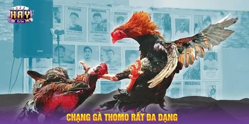 Người chơi mới cần cập nhật về quy tắc chạng gà để tham gia chơi chủ động.