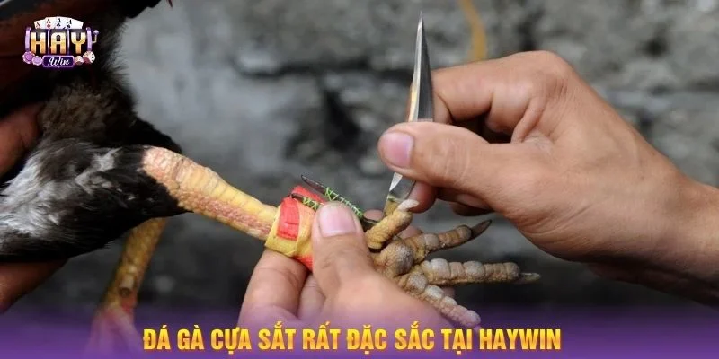 Đá gà cựa sắt là hình thức cược sôi động, kịch tính được đông đảo người chơi yêu thích.