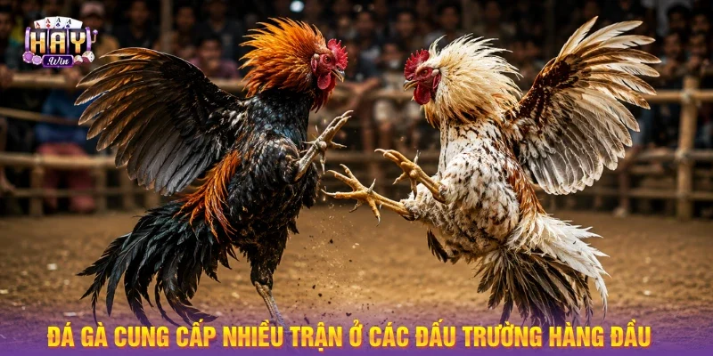 Đá gà cung cấp nhiều trận ở các đấu trường hàng đầu