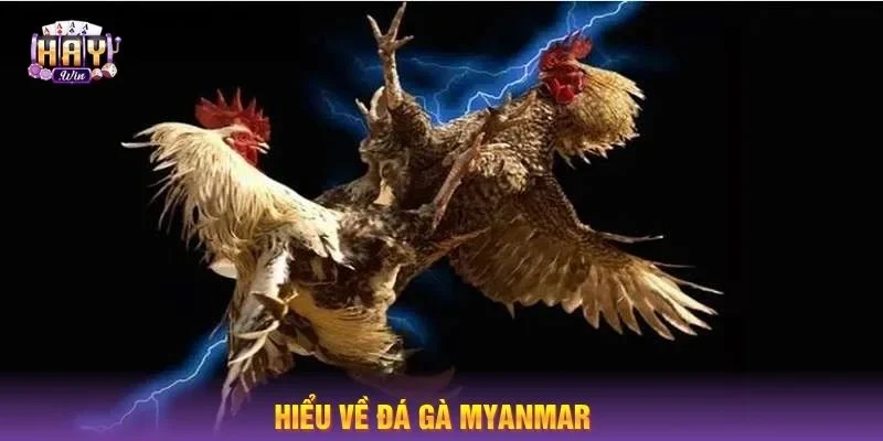 Giới thiệu chi tiết về kèo chơi gà đá Myanmar.