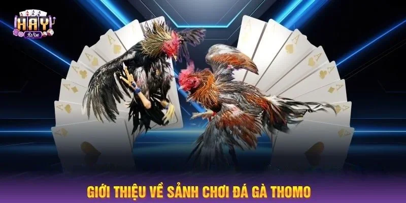 Đá gà Thomo là trò chơi được yêu thích bởi lối đá cực hấp dẫn, sôi động.