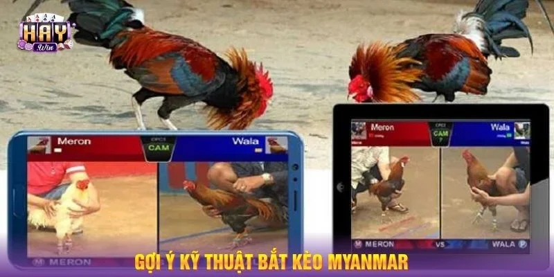 Gợi ý kỹ thuật chơi kèo gà Myanmar đánh là thắng lớn.