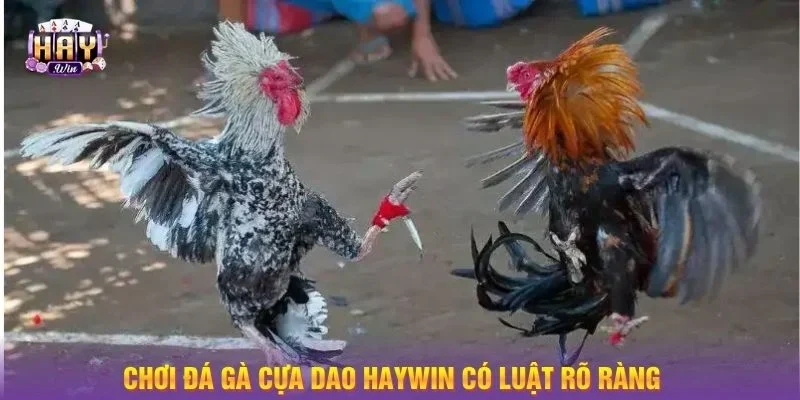 HAYWIN cung cấp thể thức cược gà cựa dao cực chi tiết.