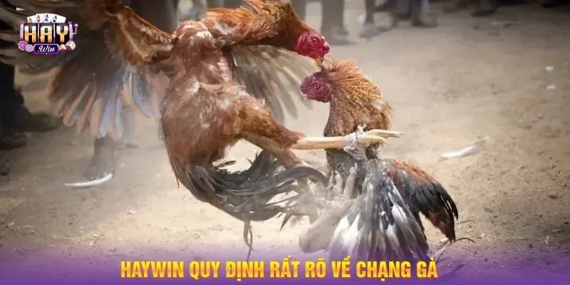 HAYWIN có quy tắc chấp chạng với gà đá rất rõ ràng.