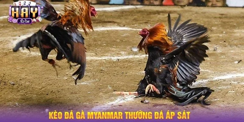 Kèo đá gà Myanmar thường có lối đá áp sát.