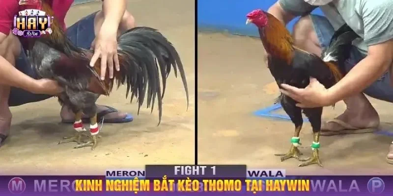 Kỹ thuật cược với gà đá Thomo mang tính quyết định thắng thua trong ván đấu