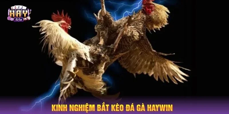 Kinh nghiệm chốt kèo gà đá tại HAYWIN chơi là thắng.