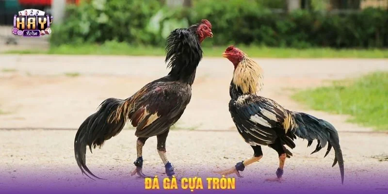 Loại cựa tròn có tính sát thương nhẹ hơn trong ván chọi gà.