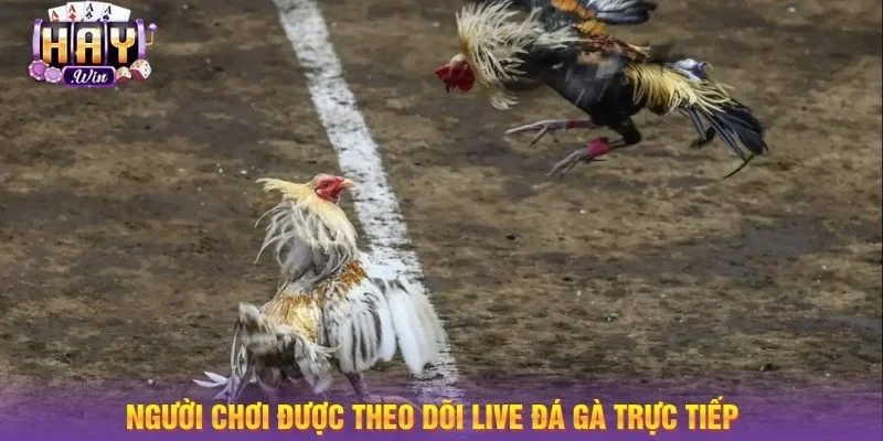 Người chơi khi tham gia cược sẽ được tận mắt xem trực tiếp đá gà cựa sắt phô diễn kỹ năng. 