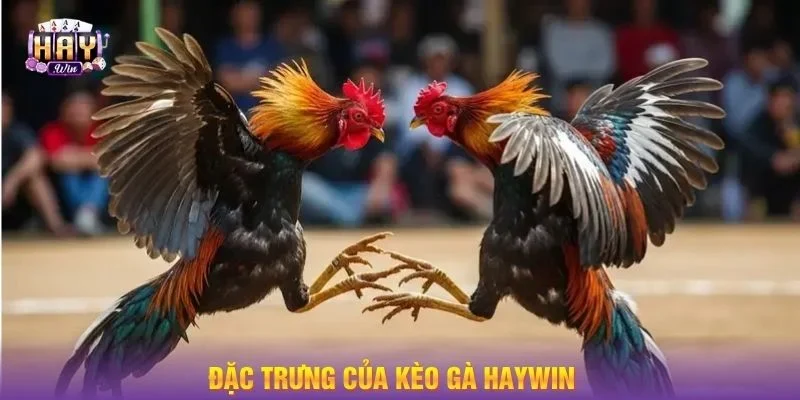Đa dạng loại hình đá gà từ truyền thống đến kịch tính tại sảnh chơi.