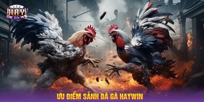 Những đặc trưng làm nên sảnh chơi Đá gà HAYWIN.