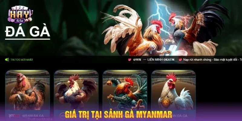 Những giá trị hấp dẫn sư kê không thể bỏ lỡ tại kèo gà HAYWIN.
