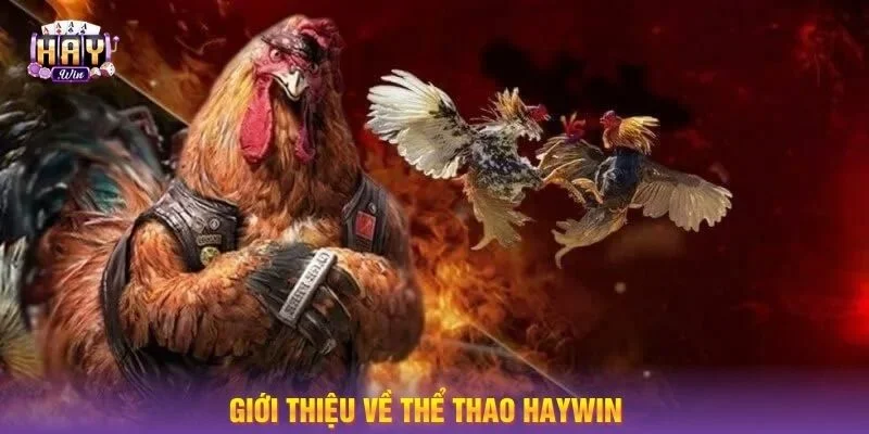 Sảnh đá gà HAYWIN nổi tiếng với nhiều điểm mạnh so với nhiều đối thủ cạnh tranh.