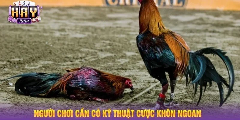 Trong gà choi đá cựa dao, việc quan tâm tới trạng thái gà chiến rất quan trọng.